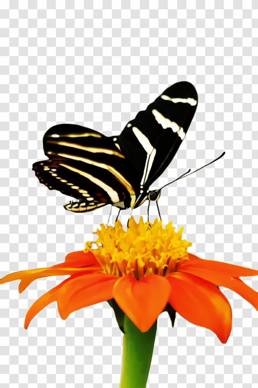Monarch Butterfly - Swallowtail Flower Transparent PNG