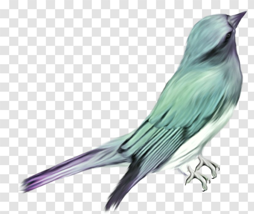 Bird Parrot Green Clip Art - Blue - Birds Transparent PNG