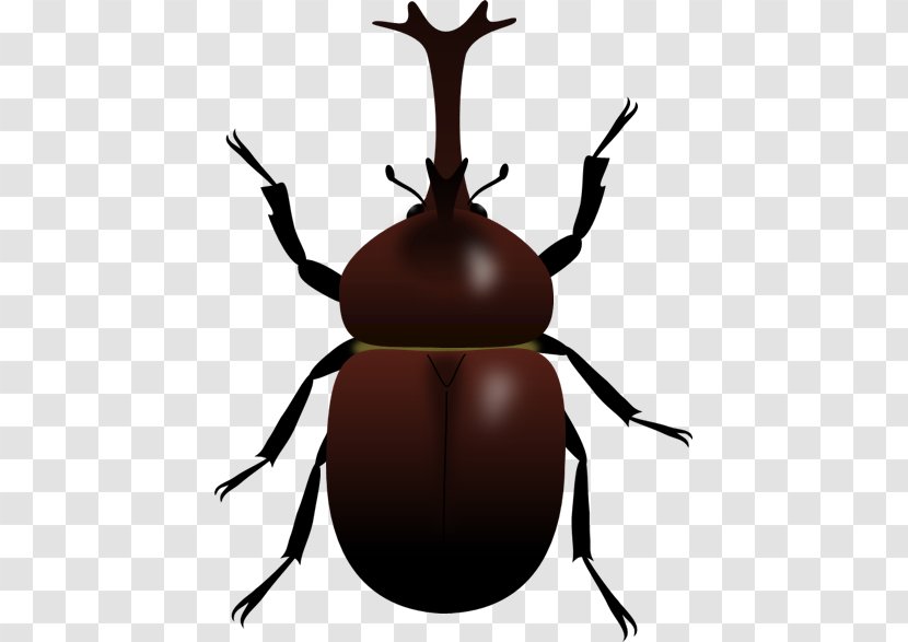 Japanese Rhinoceros Beetle Illustration Image Beetles - Stag Transparent PNG