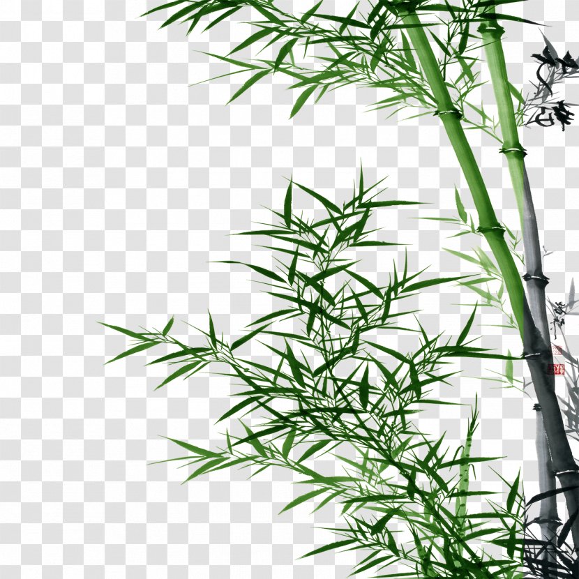 Bamboo Asparagus Setaceus Transparent PNG