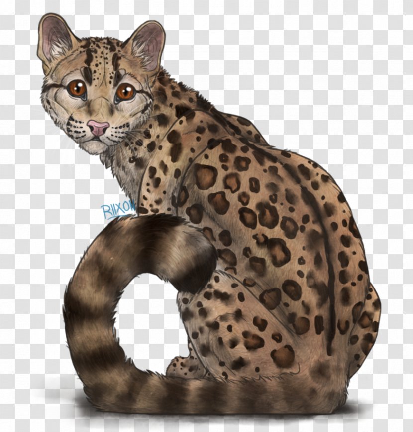 California Spangled Ocicat Leopard Whiskers Wildcat - Terrestrial Animal Transparent PNG