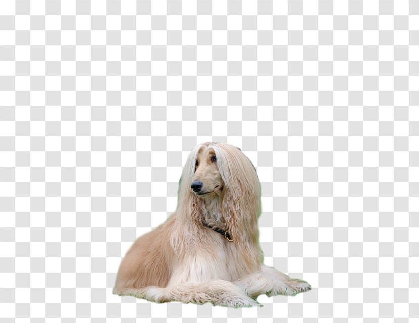 Afghan Hound Saluki Borzoi Dog Breed Taigan - German Shorthaired Pointer Transparent PNG