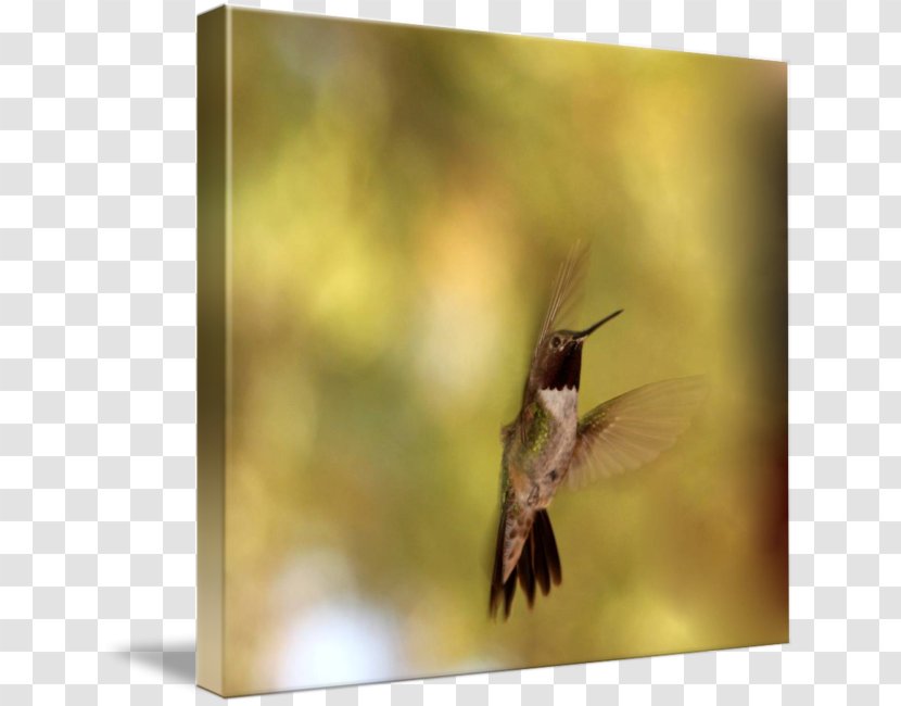Hummingbird M Beak - Wing - Watercolor Transparent PNG