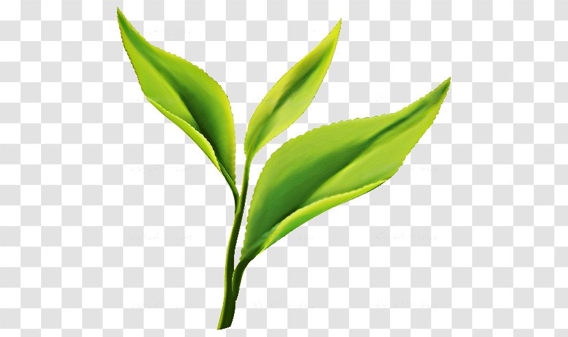 Green Tea Matcha Darjeeling Plant - Herbal - Leaft Transparent PNG