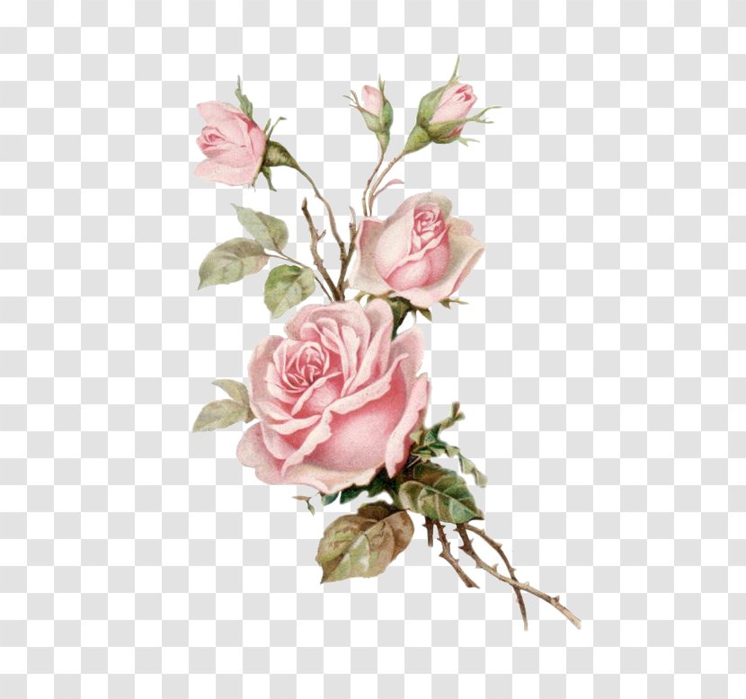 Garden Roses - Plant - Petal Rose Family Transparent PNG