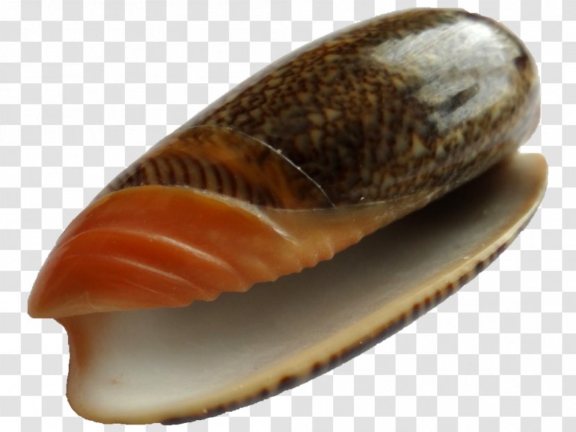 Cockle Conchology Clam Seashell Mussel - Cone Snails Transparent PNG