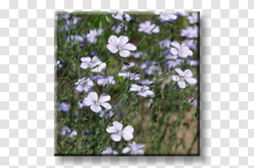 Plant Phlox Subulata Garden Groundcover Aegopodium Podagraria - Violet - PARADİSE Transparent PNG