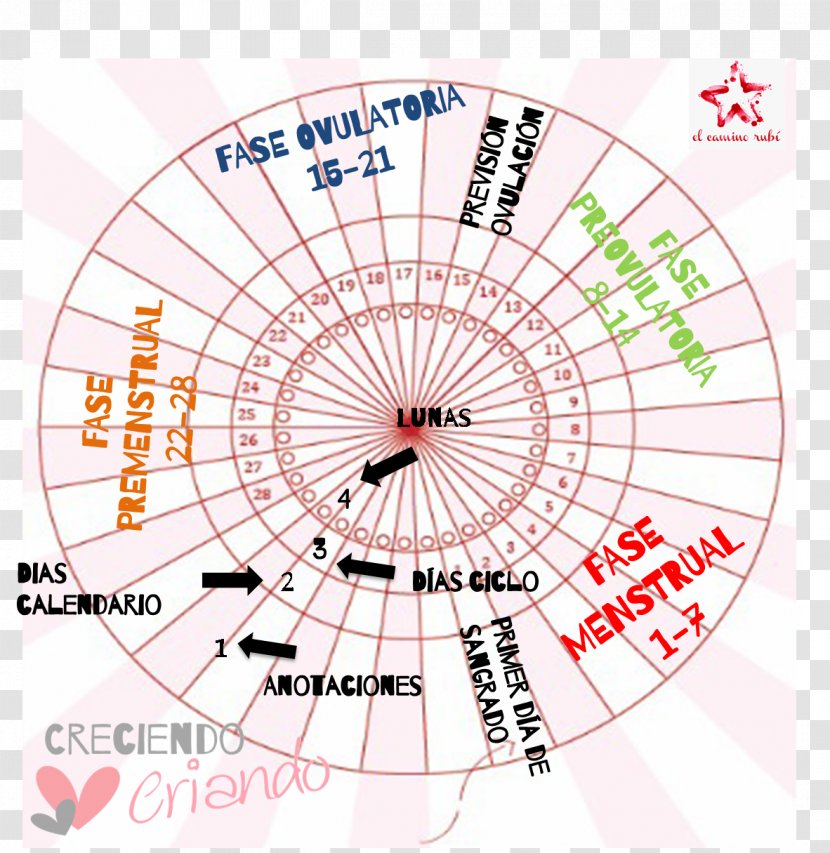 Diagram Lunar Calendar Fertility Menstrual Cycle Moon - Flower - Ciclo Transparent PNG