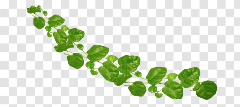 Leaf Plant Stem Clip Art - Grass Transparent PNG