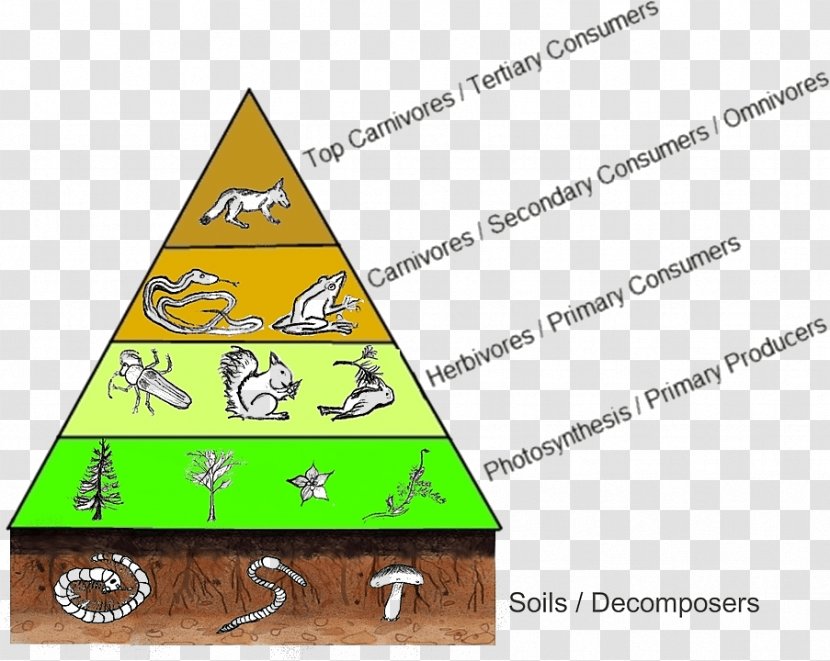 Trophic Level Food Web Chain Diagram Consumer - Pyramid Transparent PNG