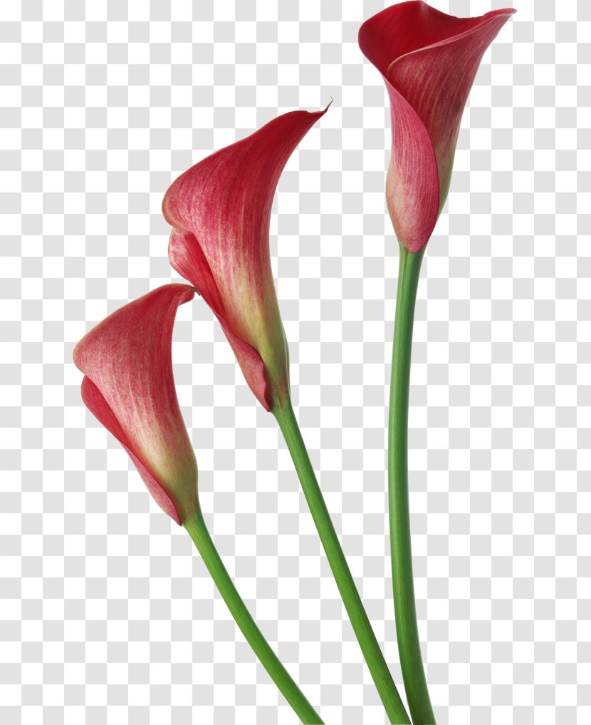 Arum-lily Flower Clip Art - Calas - Red Transparent Calla Lilies Flowers Clipart Transparent PNG