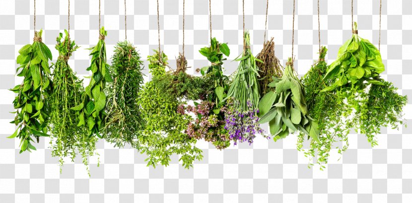 Herb Spice Rosemary Thyme Ingredient - Herbalism - Herbs HD Transparent PNG