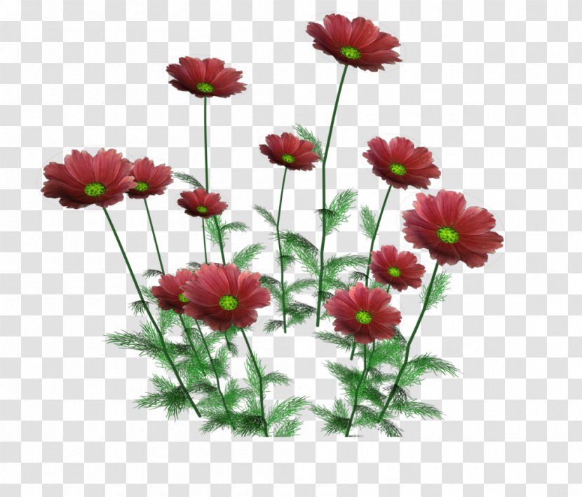 Flower Plant Render - Daisy - Chrysanthemum Transparent PNG