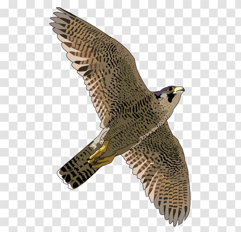 Peregrine Falcon Clip Art - Prairie Transparent PNG