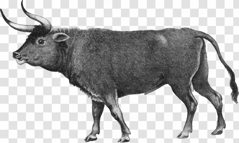 Heck Cattle Normande Jersey Aurochs Breed - Oxen - Blank Beef Cow Outline Transparent PNG