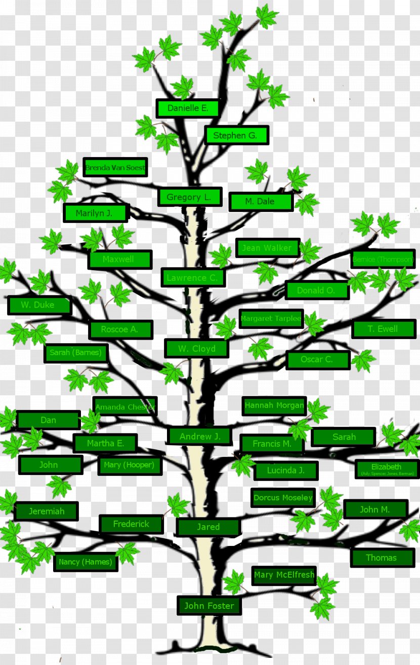 Family Tree Genealogy Surname Ancestor - Conifer Transparent PNG