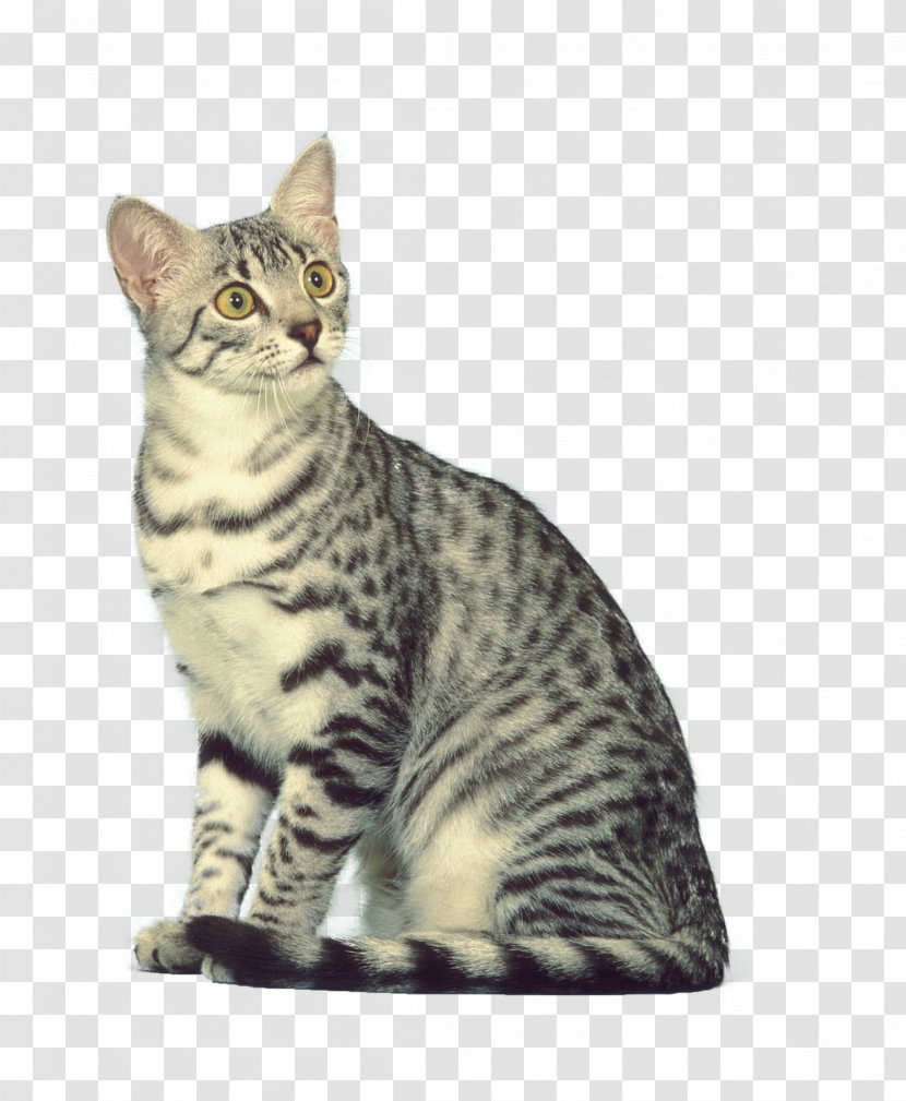 Dragon Li American Shorthair Bobtail California Spangled Toyger - Domestic Short Haired Cat - Animale Transparent PNG