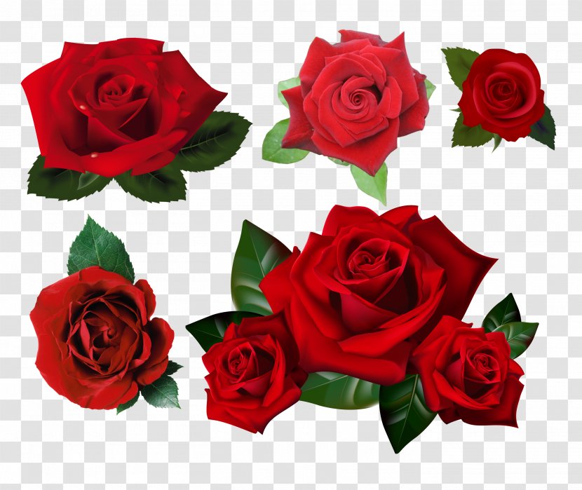 Rose Desktop Wallpaper Clip Art - Red Transparent PNG