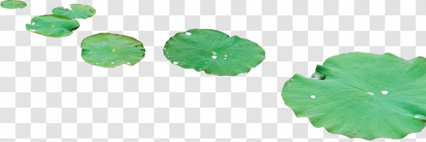 Leaf Dew Drop - Designer - Lotus Transparent PNG