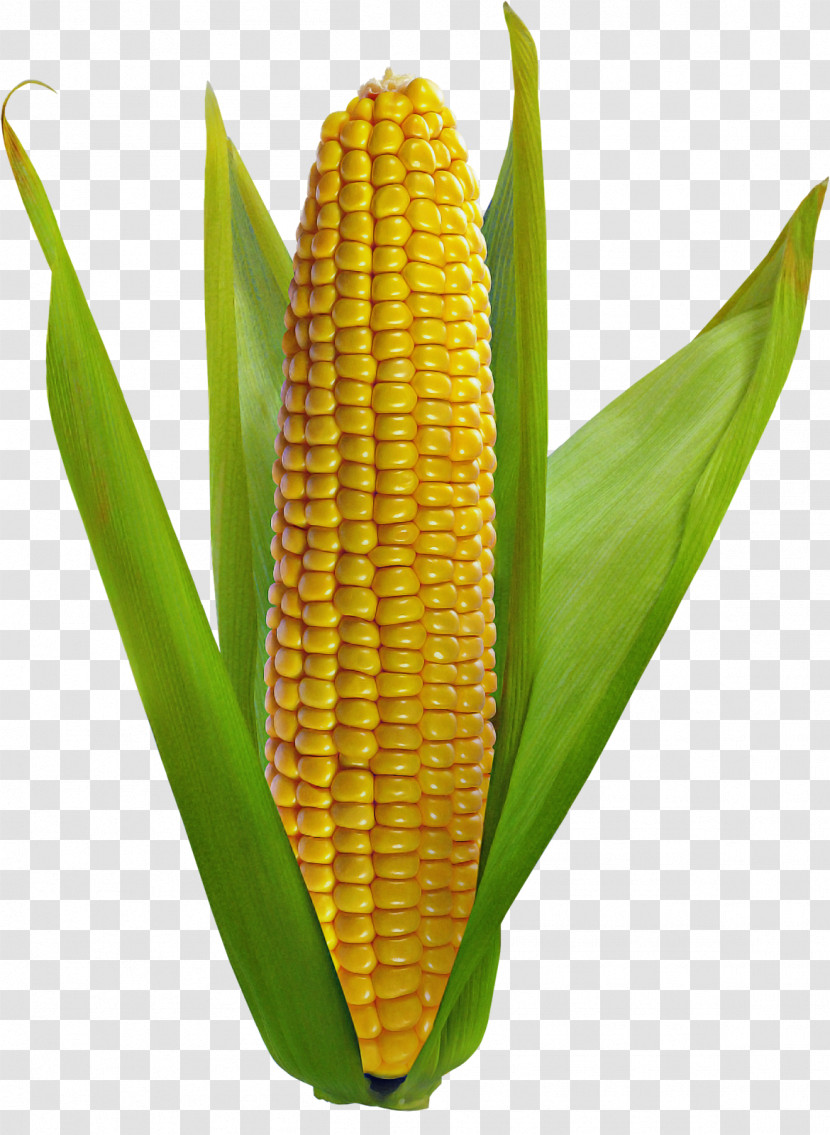 Corn On The Cob Sweet Corn Vegetarian Cuisine Corn Kernel Grain Transparent PNG