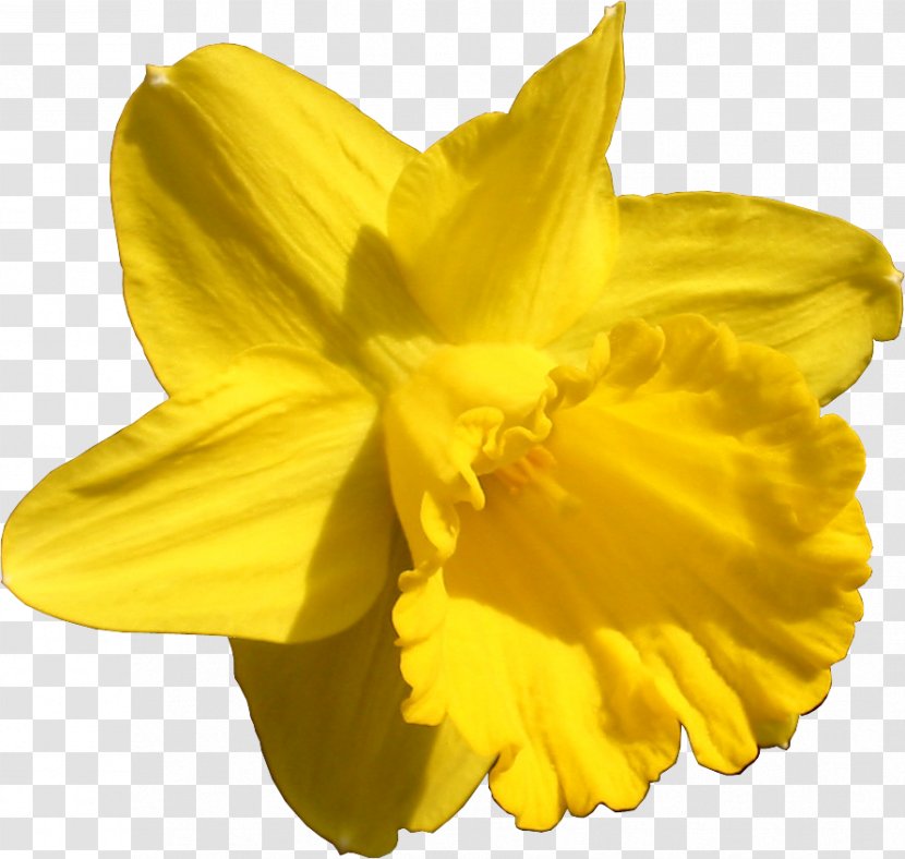 Daffodil Flower Ornamental Plant Desktop Wallpaper Metaphor - Me Transparent PNG