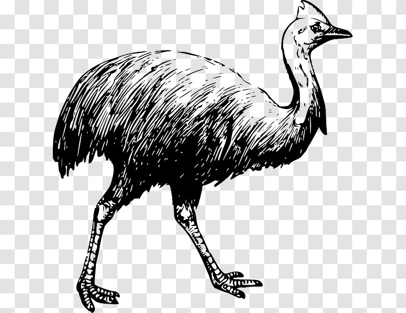 Bird Southern Cassowary Emu Clip Art - Ostrich - Pink Swan Transparent PNG