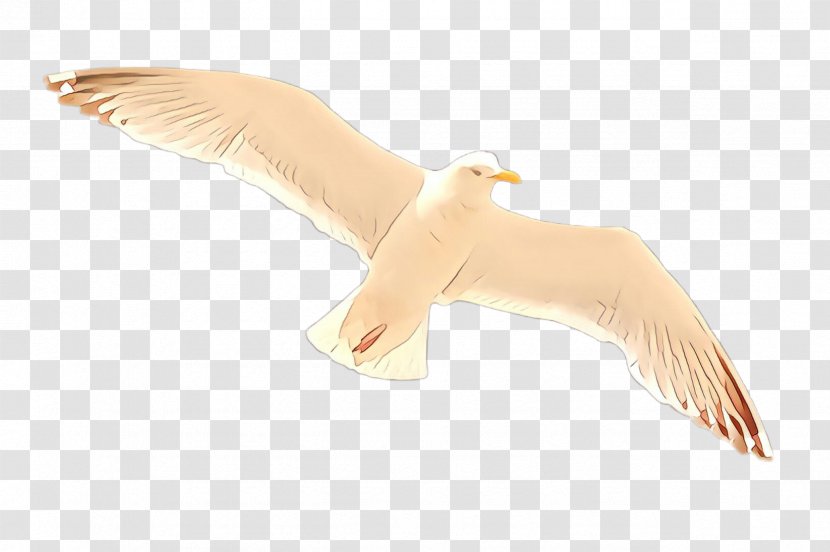 Feather - Bird - Neck European Herring Gull Transparent PNG