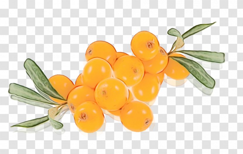 Plant Flower Fruit Food Hippophae - Kumquat Transparent PNG