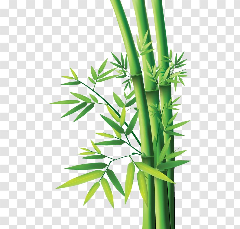 Tropical Woody Bamboos Bamboo Painting Textile - Plant Stem Transparent PNG