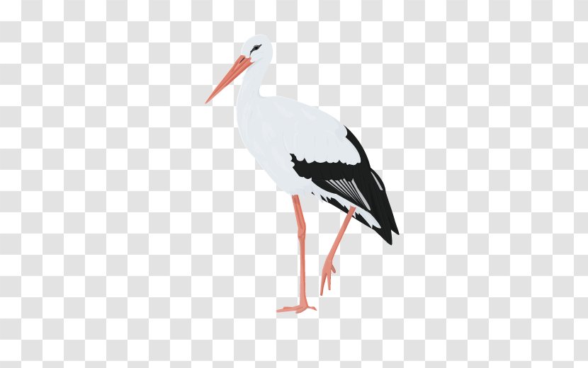 White Stork Water Bird Beak Woodpecker - Shorebird - Bullfinch Transparent PNG