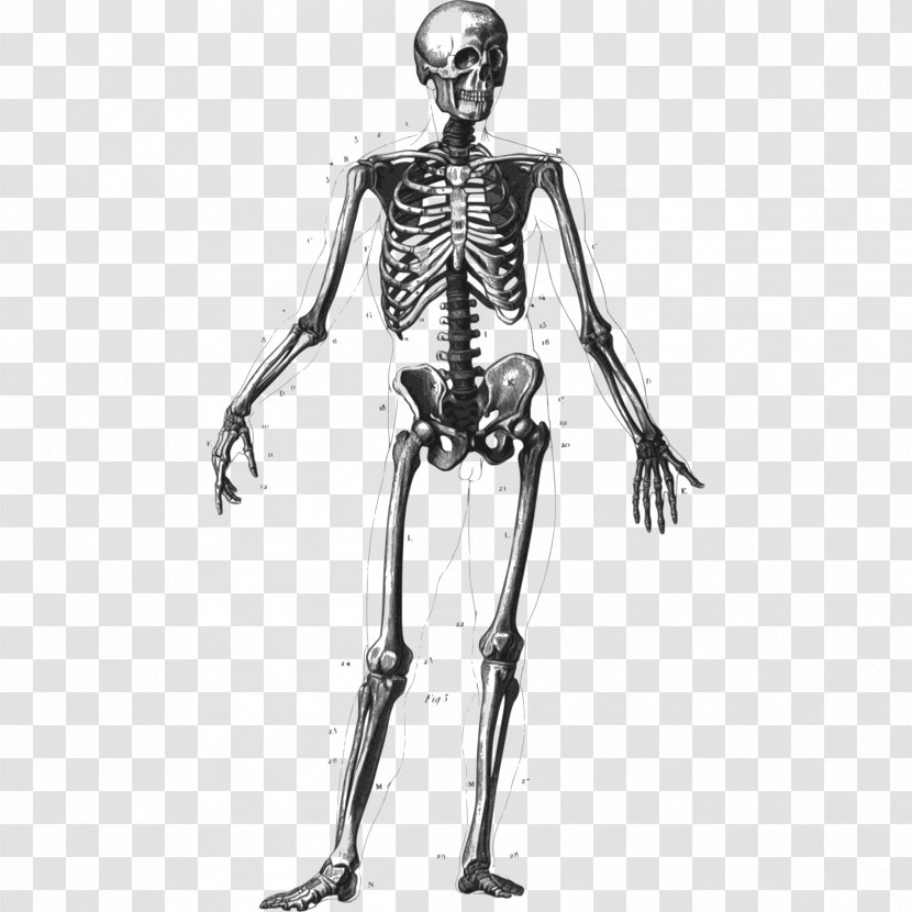 Human Skeleton Bone Body Homo Sapiens Anatomy - Tree - Bones Cliparts Transparent PNG