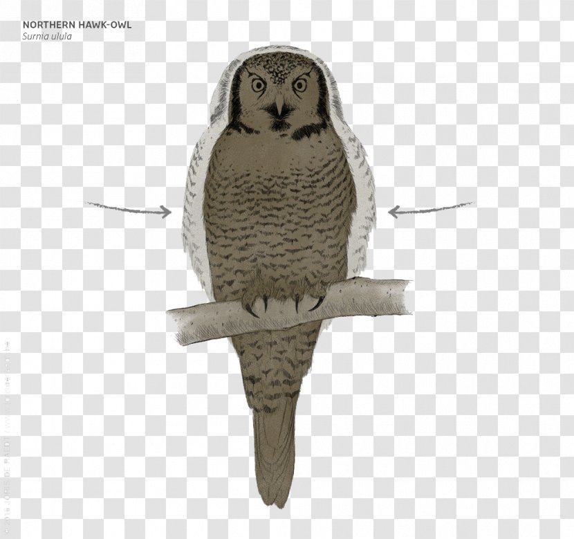 Great Grey Owl - Bird - Night In Eagle Feather Transparent PNG