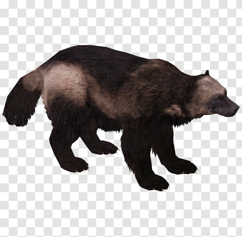 Wolverine Brown Bear American Black Transparent PNG