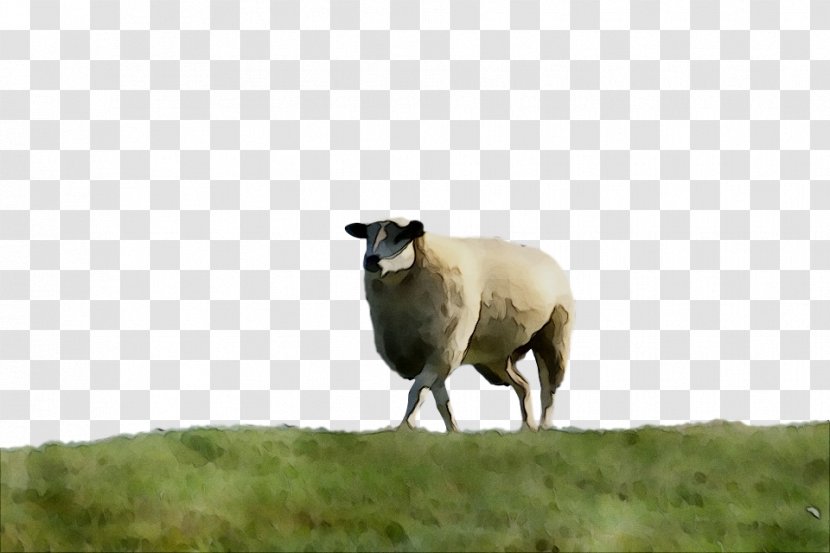 Sheep Pasture Grazing Herd Terrestrial Animal - Horn Transparent PNG