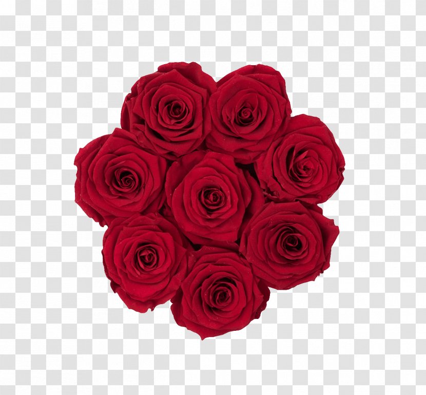 Garden Roses Cabbage Rose Cut Flowers Floribunda - Beige - Royal Red Transparent PNG
