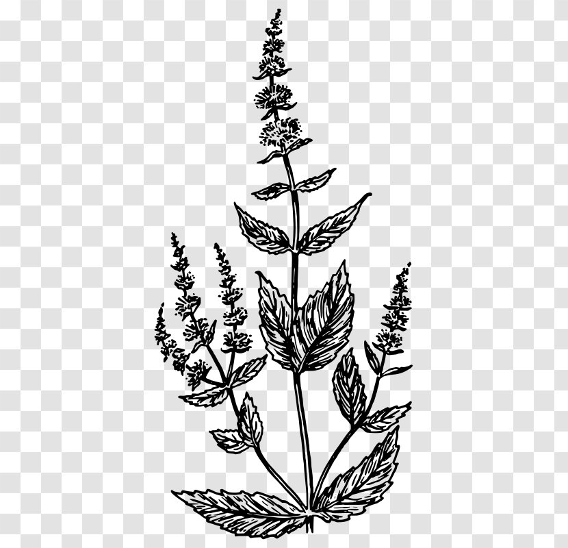 Drawing Clip Art - Flowering Plant - Branch Transparent PNG