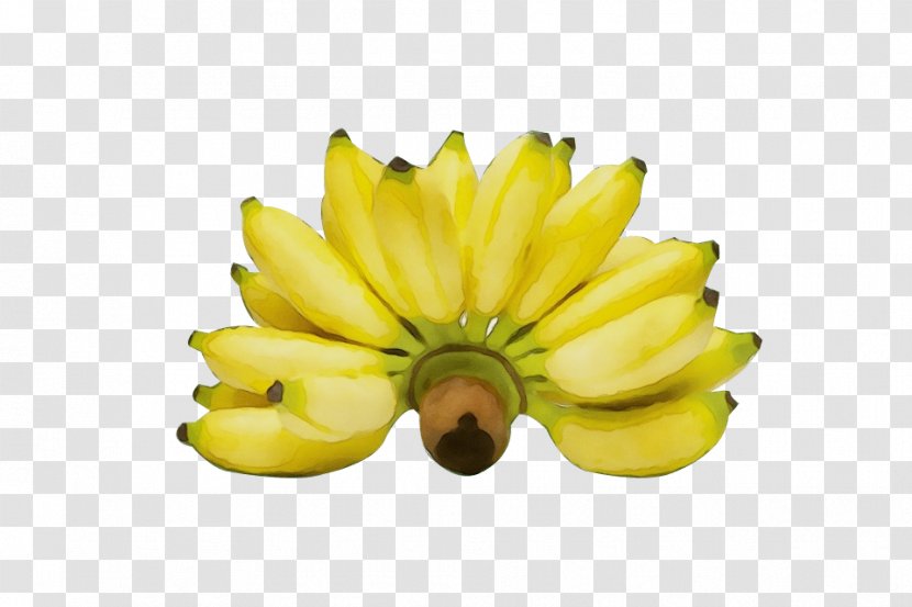 Yellow Banana Family Plant Fruit - Petal Flower Transparent PNG