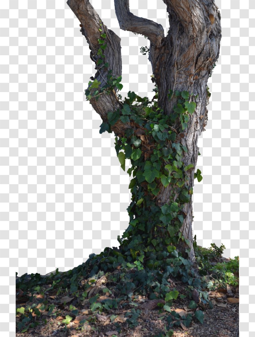 Trunk Learn About Trees Branch - Plant - Withered,Trees,Branches,trunk,Trees,wood Transparent PNG