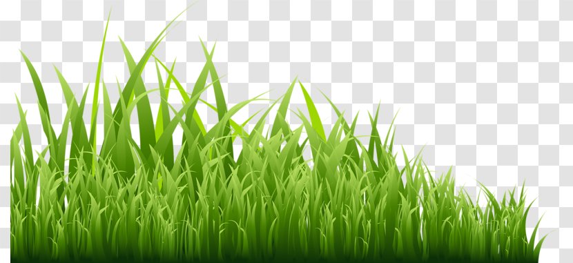 GRASS GIS Icon - Meadow - Green Grass Transparent PNG