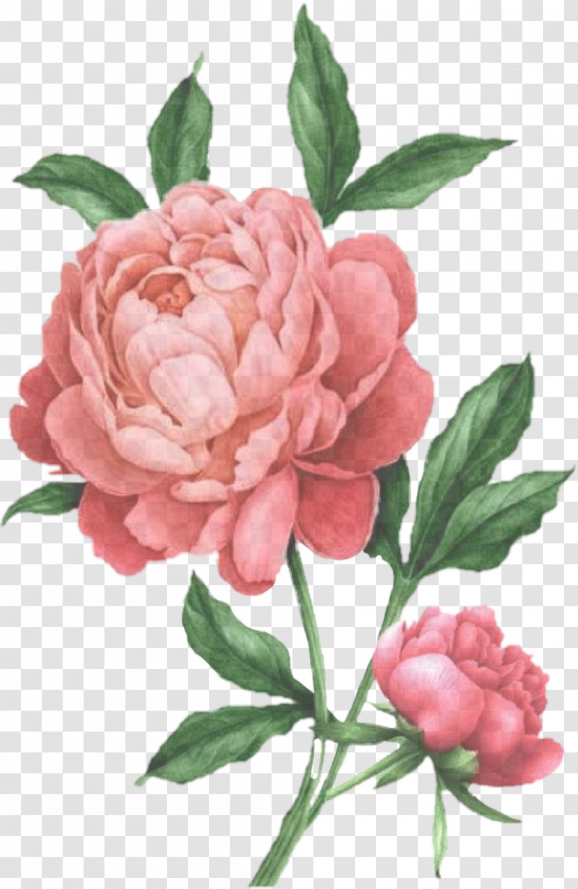 Garden Roses - Rose Family Transparent PNG