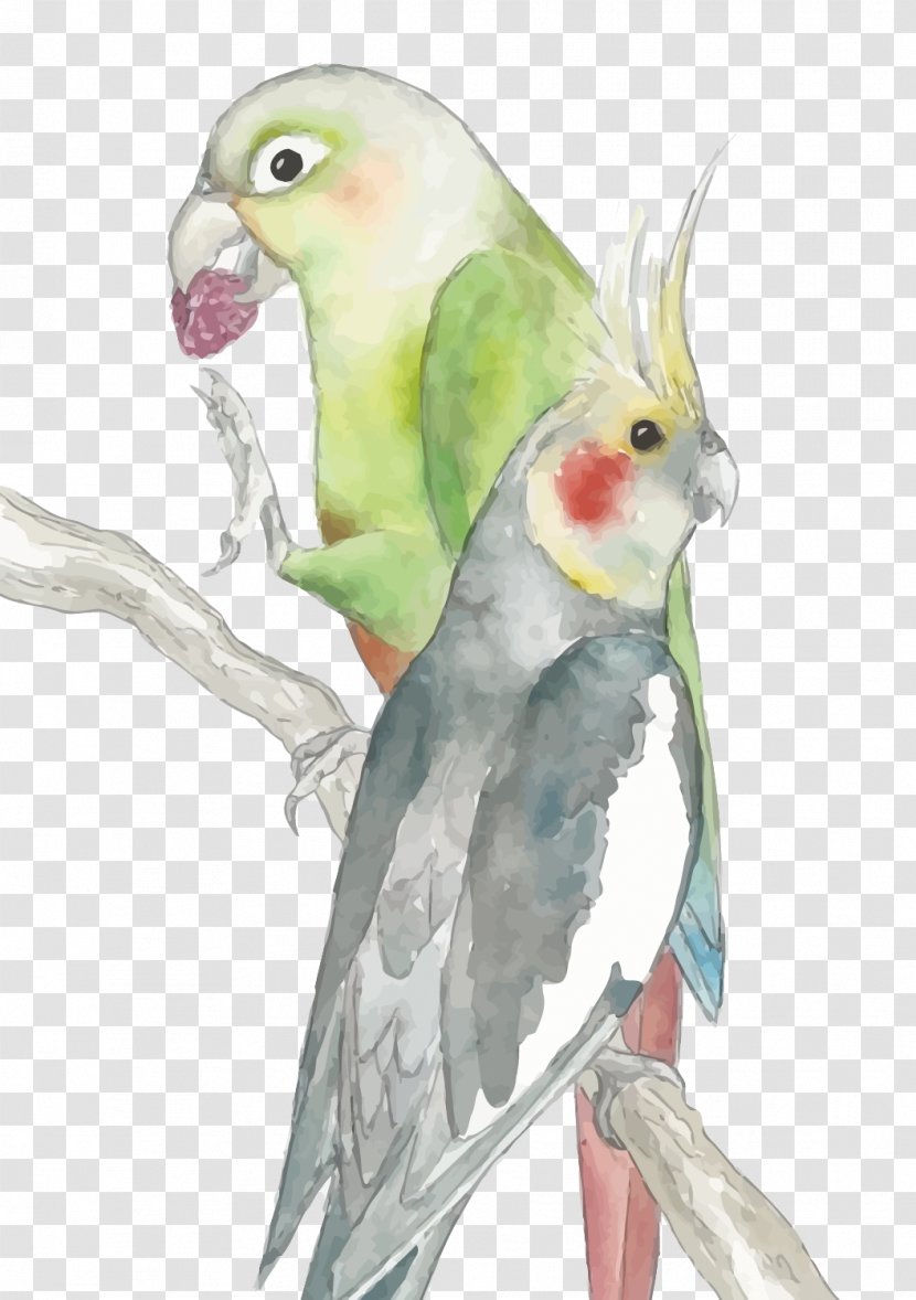 Cockatiel Budgerigar Lovebird Cockatoo - Parakeet - Vector Parrot Transparent PNG