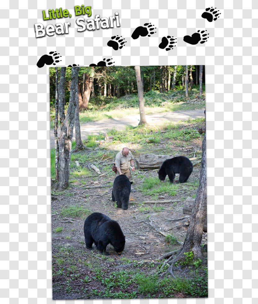 American Black Bear Brunswick Parish Little Big Safari Giant Panda - Carnivoran Transparent PNG