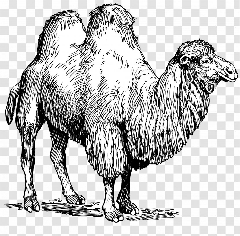 Dromedary Bactrian Camel Pig Fiber Clip Art - Mammal Transparent PNG