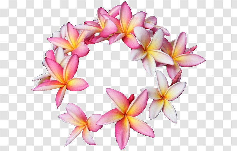 Hawaii Plumeria Rubra Cut Flowers Floral Design - Flowering Plant - Tropical Flower Transparent PNG