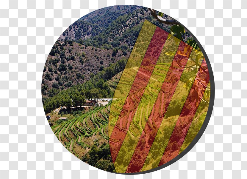 Priorat DOQ Penedès DO Wine Denominación De Origen - Hill Station Transparent PNG