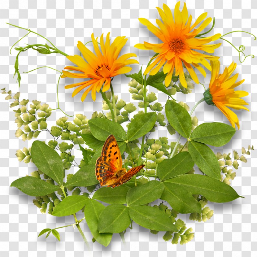 Flower - Pollinator - Gazania Transparent PNG