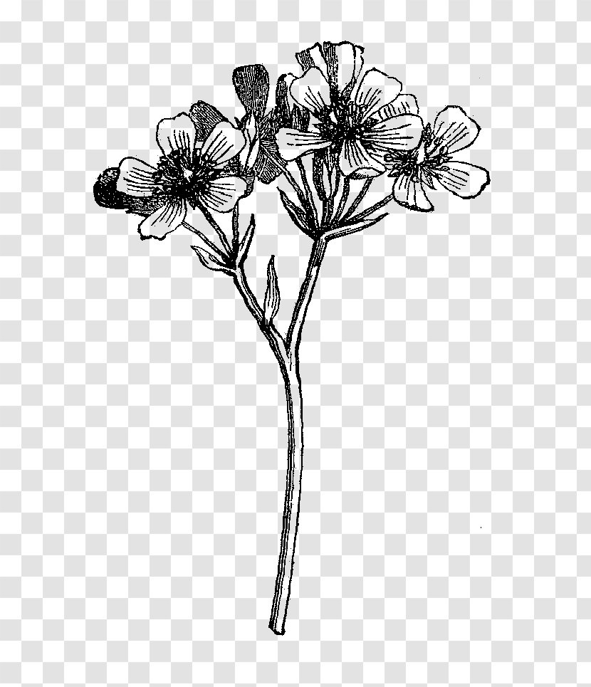Black And White Wildflower Drawing - Frame - Botanical Flowers Transparent PNG
