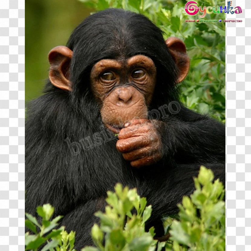 Ngamba Island Chimpanzee Sanctuary Bwindi Impenetrable National Park Gorilla Kibale - Fauna Transparent PNG