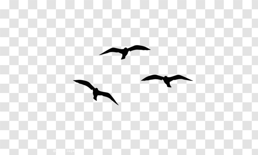 Beak Bird Migration Water Human Fauna - Silhouette - Taube Transparent PNG