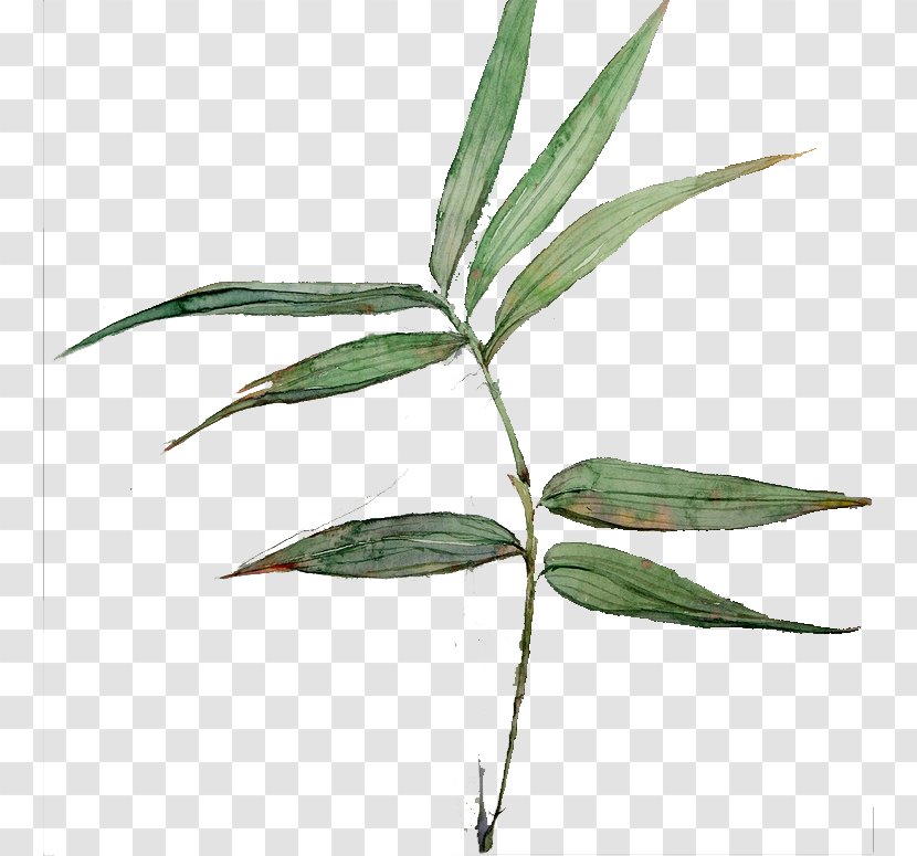Bamboo Leaf Common Lophatherum - Plant Stem - Hand Painted Green Leaves Transparent PNG